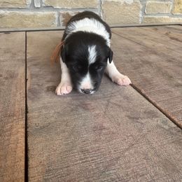 Lou - Black and white male Border Collie puppy in Comanche, Texas from Circle R Sidney