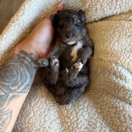 Midnight - Merle male Goldendoodle puppy in Waterford, California from Alvdoodles