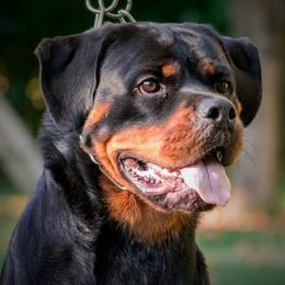 Rottweilers from Von Legendehaus Rottweilers