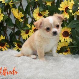 Alfredo - Cream male Chihuahua puppy in Demorest, Georgia from Sourpatch Chihuahuas