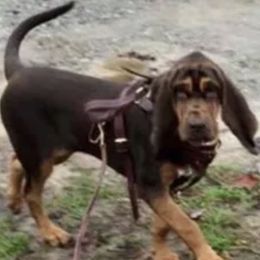Storm - Bloodhound