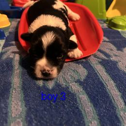 Zeppelin - Black & tan tri-color male Morkie puppy in Dighton, Massachusetts from Massachusetts Morkies