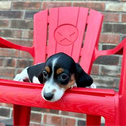Mochi - Piebald female Dachshund puppy in Westport, Kentucky from Lonestar Creek Farm