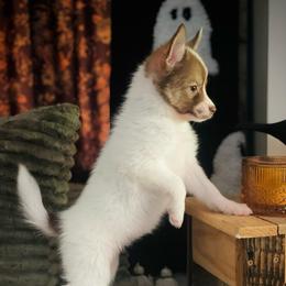 Panda - Chocolate female Pomsky puppy in Greenville, South Carolina from Thicketty Mountain Pomskies