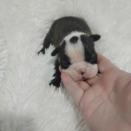 Chop Stick - Black brindle and white male Boston Terrier puppy in Catawba, North Carolina from Lil Wiggles Boston Terriers