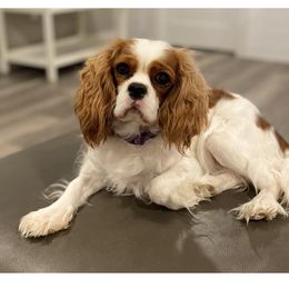 Malibu - Cavalier King Charles Spaniel