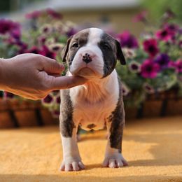Boy 2 - American Staffordshire Terrier puppy in Springfield, Illinois from Prairieland Kennels