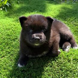 Brooklyn - Black and white female Pomsky puppy in La Vergne, Tennessee from Atencio Pomsky