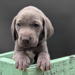 Cassandra - Blue female Weimaraner puppy in Evart, Michigan from Drehbar Weimaraners