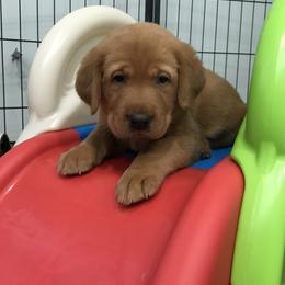 Labrador Retriever Puppies from Mountain Top View Fox Red Labs