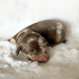 Chocolate and Tan Dapple - Dapple male Dachshund puppy in Harmony, North Carolina from Schuster Haus