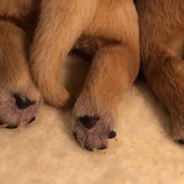 Golden Retriever Puppies from Madileau Golden Retreivers