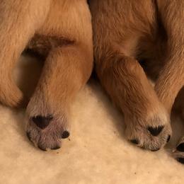Golden Retriever Puppies from Madileau Golden Retreivers