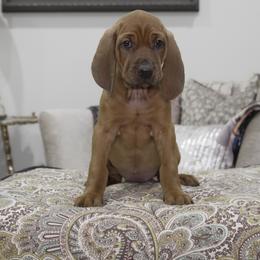 Wine Girl - Red female Redbone Coonhound puppy in Shreveport, Louisiana from BAFERD Kennels