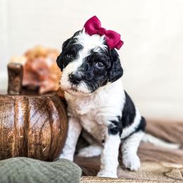 Maize - Parti female Poodle puppy in Gaylord, Michigan from Dog Mom Co. Poodles