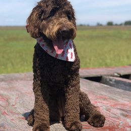 Australian Labradoodles from Chestnut Hill Australian Labradoodles