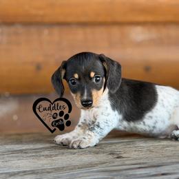 Specks (smooth coat) - Dapple male Dachshund puppy in Nashville, Arkansas from Cuddles n Curls