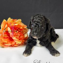 Sunrise - Black female Cockapoo puppy in Mancelona, Michigan from Lavender poodles & doodles