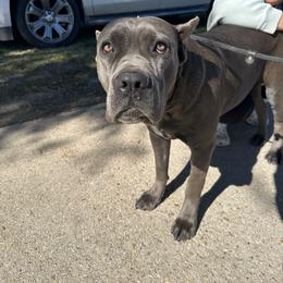 Trixie - Cane Corso