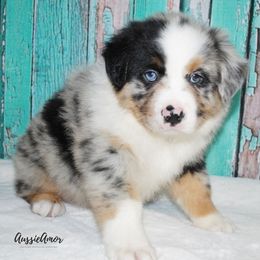 Miniature Australian Shepherd Puppies from Aussie Amor