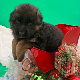 Mitten - Black and tan female German Shepherd puppy in Walla Walla, Washington from Silver Knight Shepherds