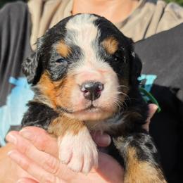Green - Black rust and white male Bernese Mountain Dog puppy in Auburn, Washington from MSM Bernese Mountain Dogs