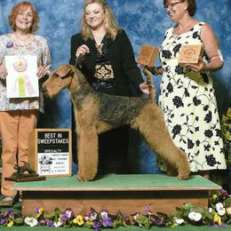 Beckham - Airedale Terrier