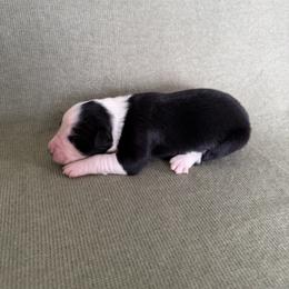 Orion - Black tri-color male Australian Shepherd puppy in Bethlehem, Connecticut from Montanna Sage LLC