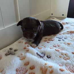 Girl2 - Chocolate female Havanese puppy in Batesville, Arkansas from Hillbilly Havanese