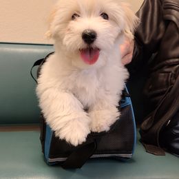 Coton de Tulear Puppies from Classy Cotons