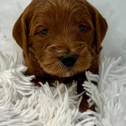 White Female - Apricot female Goldendoodle puppy in Great Falls, Montana from Montana Goldendoodles