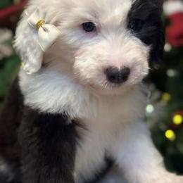 Yellow - Gray and white female Old English Sheepdog puppy in Mesa, Arizona from Desert Sheepies and Doodles