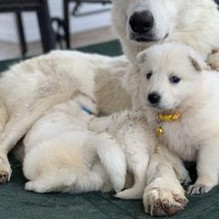 Berger Blanc Suisse and German Shepherd Puppies from Scenic Creek German Shepherds and White Swiss Shepherds