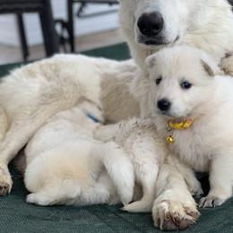 Berger Blanc Suisse and German Shepherd Puppies from Scenic Creek German Shepherds and White Swiss Shepherds