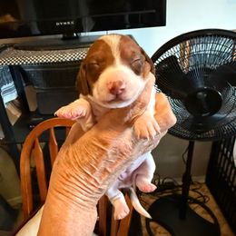 Fancy - Piebald female Dachshund puppy in Russellville, Arkansas from Cains River Valley Dachshunds