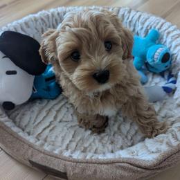 Bro - Cream male Maltipoo puppy in Federal Way, Washington from Joyful Pups