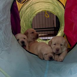 Labrador Retriever Puppies from Jewell Labradors