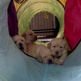 Labrador Retriever Puppies from Jewell Labradors