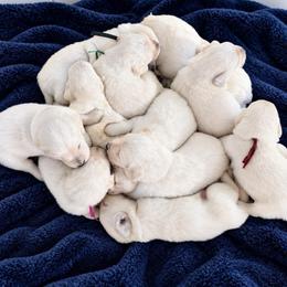 Male 4 - Light golden male Golden Retriever puppy in Rainier, Washington from Hanson’s NW Goldens & Doodles