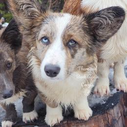 American Corgi and Cardigan Welsh Corgi Puppies from There and Back Again Corgis