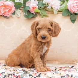 Big Red - Red Australian Labradoodle puppy in Statesville, North Carolina from Rose Cottage Labradoodles