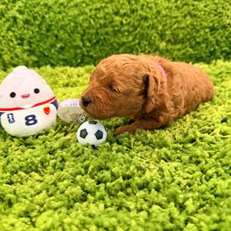 Jules - Red  female Goldendoodle puppy in Winter Springs, Florida from Lucky Heart TeddyBear Goldendoodles