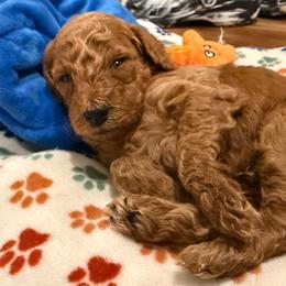 Andy - Red  male Poodle puppy in Wilmington, Delaware from Imperial Poodles LLC