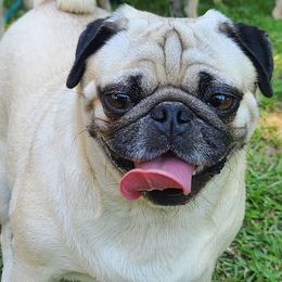 Onara - Pug