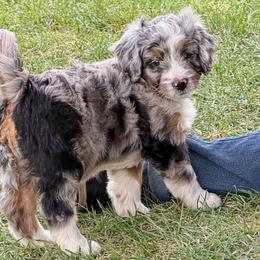 Taco - Blue merle female Bernedoodle puppy in Roy, Utah from Doodles are Amazing