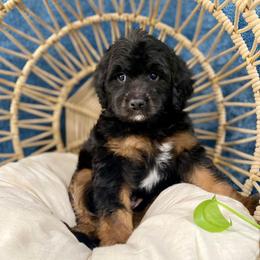 Bernedoodle Puppies from Dulcito Bernedoodles