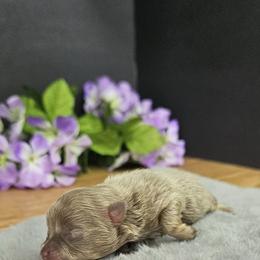 Pepper's Smooth Criminal - Annie - Lavender female Pomeranian puppy in Plant City, Florida from Pepper's Pomeranians