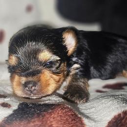 Posey - Black and tan female Yorkshire Terrier puppy in Thornville, Ohio from My precious yorkies