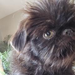 Brussels Griffons from Katie Baringer