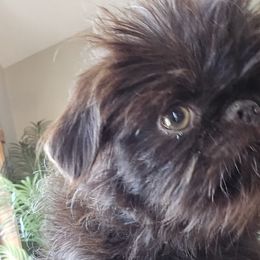 Brussels Griffons from Katie Baringer
